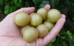 Summit Muscadine - 1 Gallon Pot -Garden & Outdoors 10470 summit muscadine