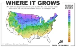 Cupressina Columnar Norway Spruce (Picea Abies) - 5 Gallon Pot -Garden & Outdoors 3a 8a 1