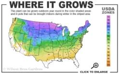 Troll Dwarf Ginkgo Tree - 2 Gallon Pot -Garden & Outdoors 3a 8b 5