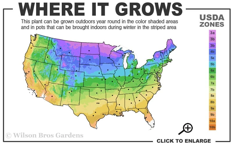 Big Time Happy Daylily - 1 Gallon Pot 3 Big Time Happy Daylily - 1 Gallon Pot - Image 3