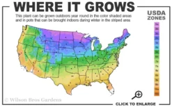 Fragrant Sumac (Rhus Aromatica) - 1 Gallon Pot -Garden & Outdoors 3a 9b 6