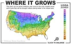 Grancy Graybeard - White Fringe Tree - 7 Gallon Pot (3-4') -Garden & Outdoors 3b 9a