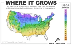 Shadblow Serviceberry Tree (Amelanchier Canadensis) - 5 Gallon Pot 11 Shadblow Serviceberry Tree (Amelanchier Canadensis) - 5 Gallon Pot -Garden & Outdoors 4A 8B 19