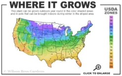 Balboa Sunset Trumpet Vine (Campsis Radicans) - 5 Gallon Pot 7 Balboa Sunset Trumpet Vine (Campsis Radicans) - 5 Gallon Pot -Garden & Outdoors 4a 11