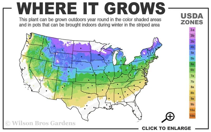 Heritage Raspberry - 1 Gallon Pot 3 Heritage Raspberry - 1 Gallon Pot - Image 3