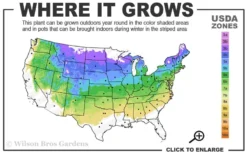 Illuminati Arch Mock Orange (Philadelphus Coronarius) - 3 Gallon Pot 7 Illuminati Arch Mock Orange (Philadelphus Coronarius) - 3 Gallon Pot -Garden & Outdoors 4a 8a 2