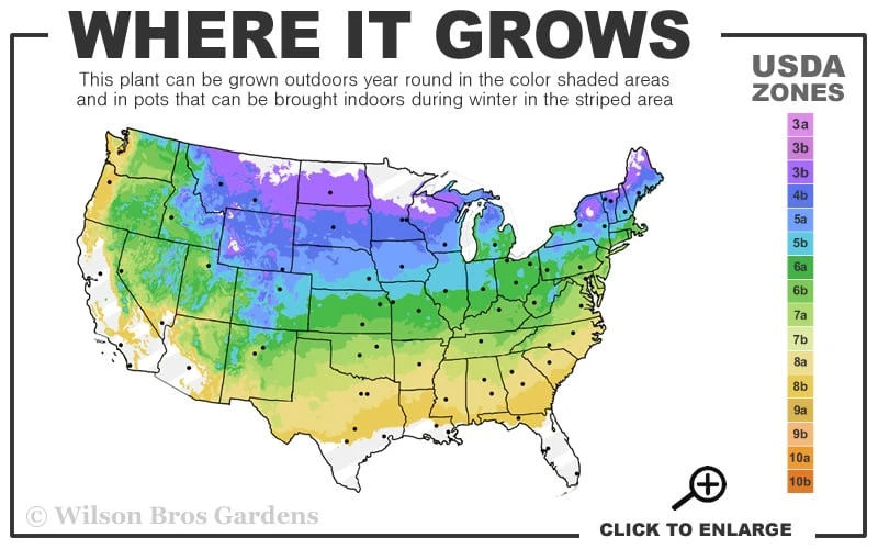 Japanese Marigold Bush (Kerria Japonica 'Pleniflora') - 5 Pack Of Quart Pots 3 Japanese Marigold Bush (Kerria Japonica 'Pleniflora') - 5 Pack Of Quart Pots - Image 3