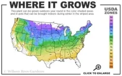 Shagbark Hickory Tree (Carya Ovata) - 3 Gallon Pot -Garden & Outdoors 4a 8b thumbnail