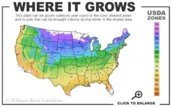 Arctic Emerald Columnar Boxwood - 6 Pack Of 1 Gallon Pots -Garden & Outdoors 4a 9b 3