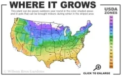 Raspberry Glow Mountain Laurel (Kalmia Latifolia) - 3 Gallon Pot -Garden & Outdoors 4a 9b thumbnail