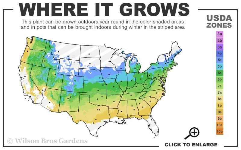 Japanese Sunrise Japanese Maple - 3 Gallon Pot 3 Japanese Sunrise Japanese Maple - 3 Gallon Pot - Image 3