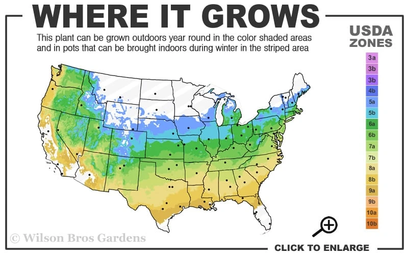Olsen's Frosted Strawberry Japanese Maple - 3 Gallon Pot 3 Olsen's Frosted Strawberry Japanese Maple - 3 Gallon Pot - Image 3