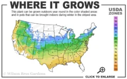 Katsura Japanese Maple - 3 Gallon Pot 8 Katsura Japanese Maple - 3 Gallon Pot -Garden & Outdoors 5a 9a 23
