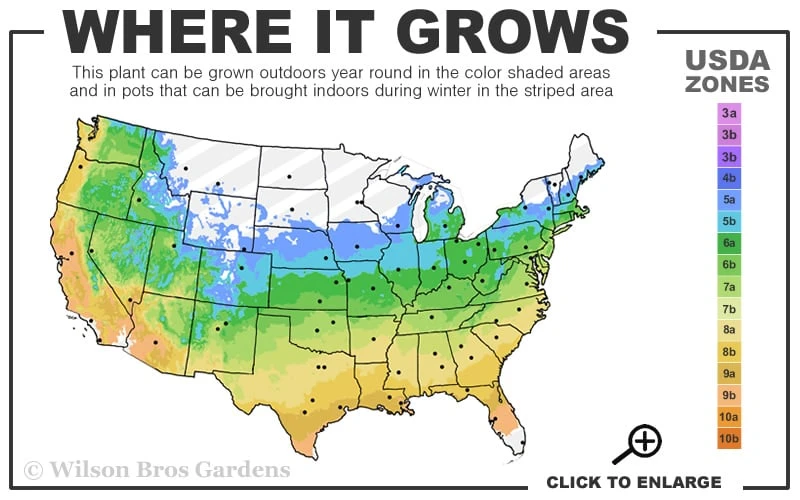 Mariesii Doublefile Viburnum - 3 Gallon Pot 3 Mariesii Doublefile Viburnum - 3 Gallon Pot - Image 3