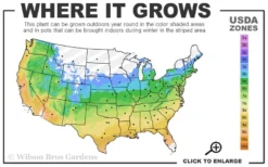 Rhode Island Red Japanese Maple - 3 Gallon Pot (ON SALE) 8 Rhode Island Red Japanese Maple - 3 Gallon Pot (ON SALE) -Garden & Outdoors 5a 9b 58