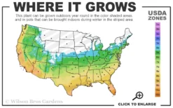 Creeping Lilyturf (Liriope Spicata) - 72 Pack Of 3.5" Pint Pots -Garden & Outdoors 5b 11 4
