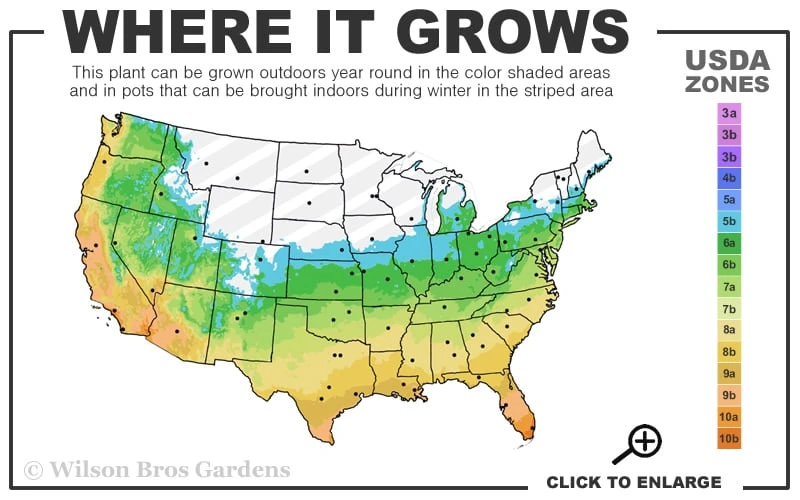Creeping Lilyturf - Liriope Spicata - 10 Pack Of Pint Pots 3 Creeping Lilyturf - Liriope Spicata - 10 Pack Of Pint Pots - Image 3