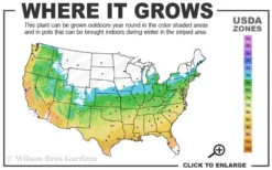 Graham Blandy Columnar Boxwood - 3 Gallon Pot -Garden & Outdoors 5b 9b 2