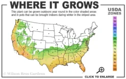 Russian 26 Cold Hardy Pomegranate - 1 Gallon Pot -Garden & Outdoors 6B 11