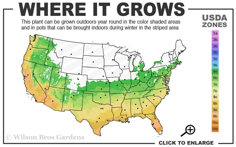 Winter's Snowman Camellia Hybrid - 3 Gallon Pot 3 Winter's Snowman Camellia Hybrid - 3 Gallon Pot - Image 3