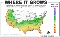 Snow Flurry Hardy Gardenia - 3 Gallon Pot -Garden & Outdoors 6a 10a 4