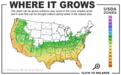 Double Feature Red Crape Myrtle - 3 Gallon Pot -Garden & Outdoors 6a 10a 5