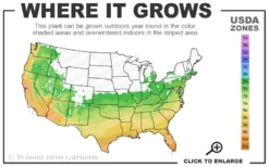 April Kiss Pink Double Flowered Camellia Japonica - 1 Gallon Pot -Garden & Outdoors 6a 10b 4
