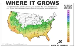 Silvery Sunproof Variegated Liriope - Lilyturf - 1 Gallon Pot -Garden & Outdoors 6a 11 1