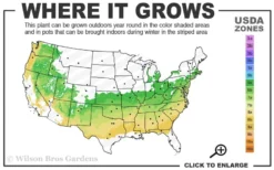 Justin Brouwers Dwarf Boxwood - 6 Pack Of 1 Gallon Pots -Garden & Outdoors 6a 8b 2