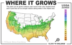 Okame Pink Flowering Cherry Tree - 3 Gallon Pot -Garden & Outdoors 6a 9b 107