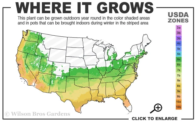 Flame Creeper Dwarf Spreading Azalea - 3 Gallon Pot 3 Flame Creeper Dwarf Spreading Azalea - 3 Gallon Pot - Image 3
