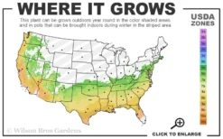 Red Rooster Crape Myrtle - 7 Gallon Pot -Garden & Outdoors 6b 9b 27