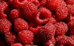 Heritage Raspberry - 1 Gallon Pot 7 Heritage Raspberry - 1 Gallon Pot -Garden & Outdoors 7770 red raspberry heritage
