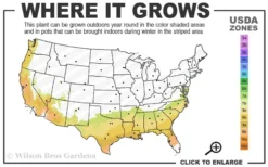 Snowbells Camellia (Camellia Transarisanensis) - 3 Gallon Pot -Garden & Outdoors 7B 9B 4