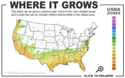 Tuskegee Crape Myrtle - 6 Pack Of 1 Gallon Pots -Garden & Outdoors 7a 10a 1