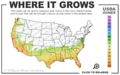 Reverend Ida Red ShiShi Gashira Dwarf Camellia Sasanqua - 1 Gallon Pot 6 Reverend Ida Red ShiShi Gashira Dwarf Camellia Sasanqua - 1 Gallon Pot -Garden & Outdoors 7a 10b 12