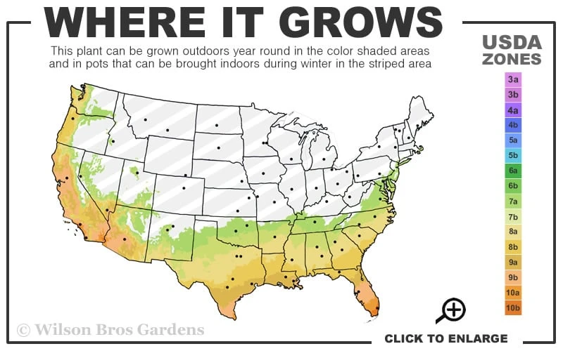 Setsugekka Fragrant Camellia Sasanqua - 7 Gallon Pot 3 Setsugekka Fragrant Camellia Sasanqua - 7 Gallon Pot - Image 3