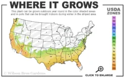 Takes The Cake Rabbiteye Blueberry Bush - 1 Gallon Pot 6 Takes The Cake Rabbiteye Blueberry Bush - 1 Gallon Pot -Garden & Outdoors 7a 9b 76
