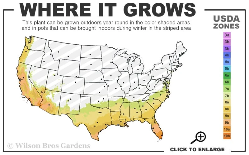 Lady Cavendish Azalea - 6 Pack Of 1 Gallon Pots 3 Lady Cavendish Azalea - 6 Pack Of 1 Gallon Pots - Image 3