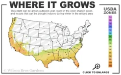 Mardi Gras Southern Indica Azalea - 1 Gallon Pot -Garden & Outdoors 7b 10b 7