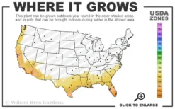 New Gold Hardy Lantana - 1 Gallon Pot -Garden & Outdoors 8a 11 22