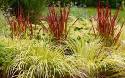 Golden Sweet Flag - Acorus Gramineus 'Ogon' - 1 Gallon Pot -Garden & Outdoors Acorus Ogon 103