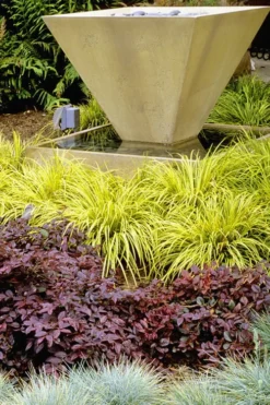 Golden Sweet Flag - Acorus Gramineus 'Ogon' - 1 Gallon Pot -Garden & Outdoors Acorus Ogon 104