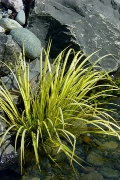 Golden Sweet Flag - Acorus Gramineus 'Ogon' - 1 Gallon Pot -Garden & Outdoors Acorus Ogon 105