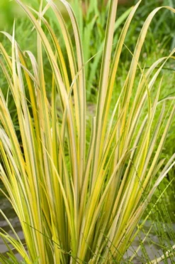 Golden Variegated Sweet Flag - Acorus Gramineus 'Oborozuki' - 18 Count Flats Of Pint Pots 6 Golden Variegated Sweet Flag - Acorus Gramineus 'Oborozuki' - 18 Count Flats Of Pint Pots -Garden & Outdoors Acorus Sweet Flag Variegated 500x750 1