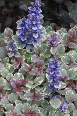 Burgundy Glow Ajuga - Bugleweed - 5-Pack Of 4" Pint Pots -Garden & Outdoors Ajuga Burgundy Glow 500x750 1