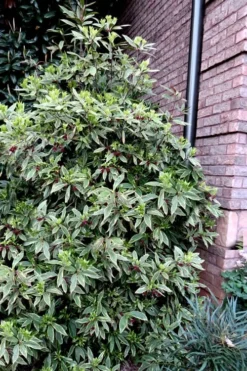 Pink Frost Florida Anise - Illicium Floridanum - 3 Gallon Pot -Garden & Outdoors Anise Pink Frost 12