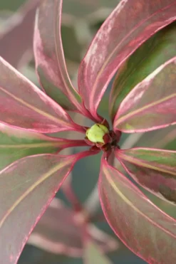 Pink Frost Florida Anise - Illicium Floridanum - 3 Gallon Pot -Garden & Outdoors Anise Pink Frost 14