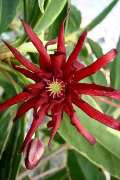 Pink Frost Florida Anise - Illicium Floridanum - 3 Gallon Pot -Garden & Outdoors Anise Pink Frost 15