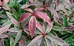 Pink Frost Florida Anise - Illicium Floridanum - 3 Gallon Pot -Garden & Outdoors Anise Pink Frost 16